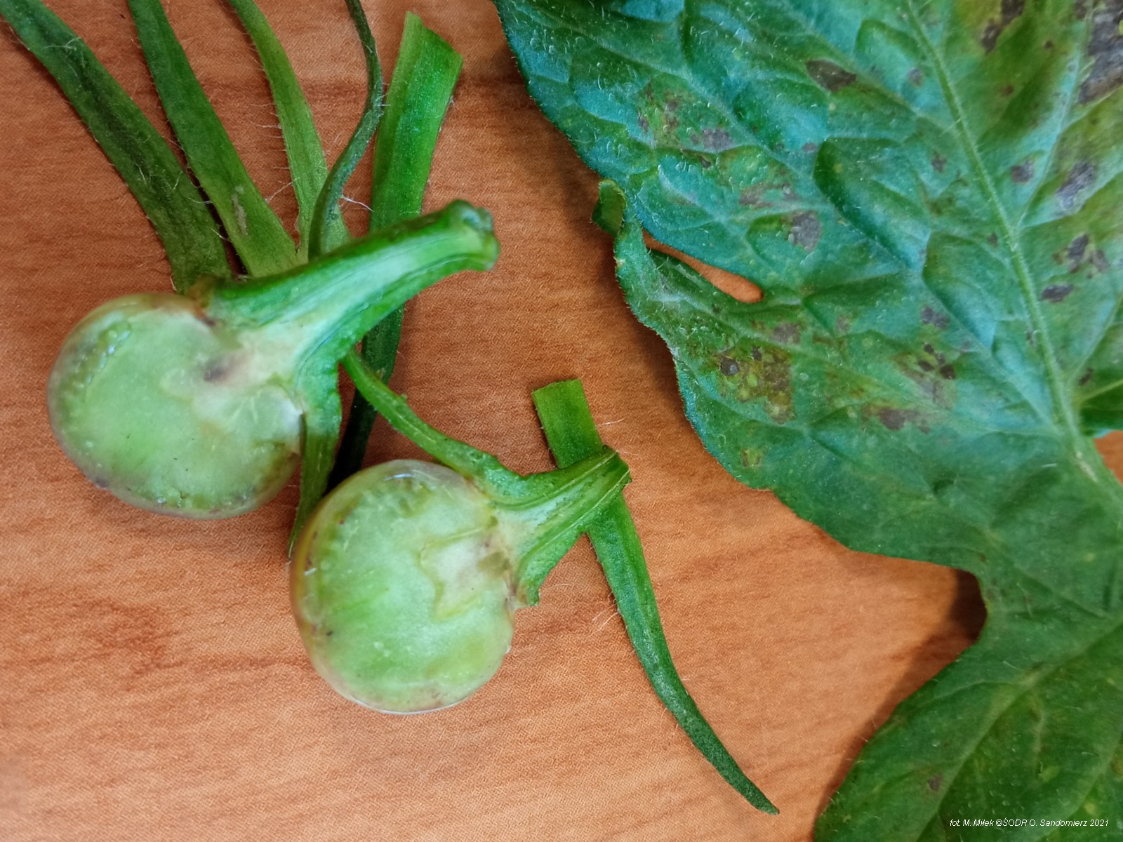 objawy wirusa brązowej plamistości liści pomidora na zawiązku pomidora i na liściach (TSWV)